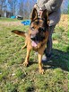 PEDRO w typie owczarka niemieckiego szuka domu !! - 4