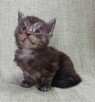 Maine Coon kocurek fpl - 3