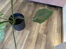 Strelicja Kwiat 92 cm - 7