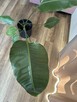 Strelicja Kwiat 92 cm - 2