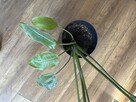 Strelicja Kwiat 92 cm - 5