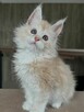 Urocze kocięta rasy Maine Coon szukają nowego domu. - 3