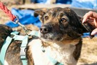 Urocza, kochająca człowieka LOLA szuka domu !! - 3