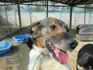 Urocza, kochająca człowieka LOLA szuka domu !! - 4