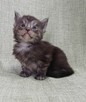 Maine Coon kocurek fpl - 2