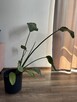 Strelicja Kwiat 92 cm - 6