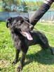 Młody MANGO w typie flat coated retrievera szuka domu !!