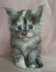 Maine Coon kotkafpl - 2