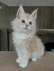 Urocze kocięta rasy Maine Coon szukają nowego domu. - 4