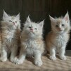 Urocze kocięta rasy Maine Coon szukają nowego domu. - 2