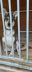 Uroczy FRED w typie wilczaka szuka domu !! - 4