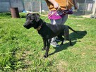 Radosny, młodziutki WAFEL szuka kochającego domu !! - 3