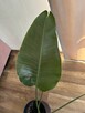 Strelicja Kwiat 92 cm - 3
