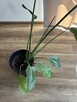 Strelicja Kwiat 92 cm - 4