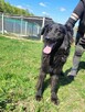 Młody MANGO w typie flat coated retrievera szuka domu !! - 3