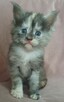 Maine Coon kotkafpl - 3