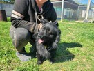 Mały, pozytywny SPAJKI szuka kochającego domu !! Do adopcji !! - 5