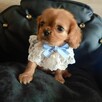 Prześliczny piesek Cavalier King Charles Spaniel - 2