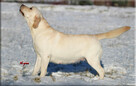 Labrador Retriever dorosła suka ZKwP/FCI - 3