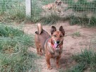 Radosny, uroczy FIGO szuka kochającego domu !! Do adopcji !! - 6