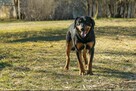 Cudny SZAFIR w typie mini gończego szuka domu !! - 4