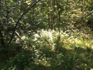 Piękna działka widokowa  w Cierchach .bezpośrednio. - 7