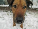 Radosny, młody FADO szuka kochającego domu !! Do adopcji !! - 4