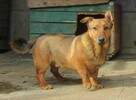 Radosny, uroczy FIGO szuka kochającego domu !! Do adopcji !! - 3