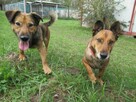 Radosny, uroczy FADO szuka kochającego domu !! Do adopcji !! - 2