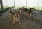 Radosny, uroczy FIGO szuka kochającego domu !! Do adopcji !! - 5