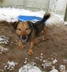 Radosny, uroczy FADO szuka kochającego domu !! Do adopcji !! - 3