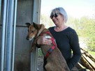 Radosny, uroczy FIGO szuka kochającego domu !! Do adopcji !! - 2