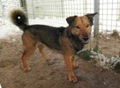 Radosny, młody FADO szuka kochającego domu !! Do adopcji !! - 2