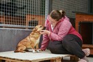 Ruda Różyczka czeka na prawdziwy dom-adoptuj - 5
