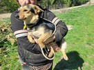Mała, łagodna, przyjazna OLA szuka domu !! - 2