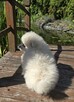 Szpic miniaturowy pomeranian suczka - 4