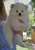 Szpic miniaturowy ,pomeranian ,suczka