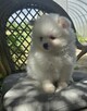 Szpic miniaturowy ,pomeranian ,suczka - 3