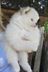 Szpic miniaturowy ,pomeranian ,suczka - 2