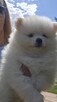 Szpic miniaturowy ,pomeranian ,suczka - 6
