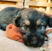PUMBA - super szczeniak do adopcji - 2