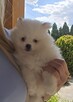 Szpic miniaturowy ,pomeranian ,suczka - 5