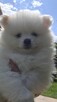 Szpic miniaturowy ,pomeranian ,suczka - 7