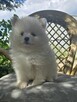 Szpic miniaturowy ,pomeranian ,suczka - 4