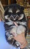 Szpic miniaturowy ,pomeranian piesek blac tan - 15