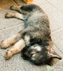 PUMBA - super szczeniak do adopcji - 3