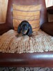 Jamnik miniaturowy krótkowłosy - 3