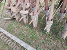 Sprzedam siewnik konny - 4