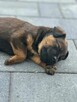 Pawełek do adopcji - 7
