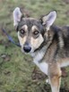 Fred do adopcji - 5